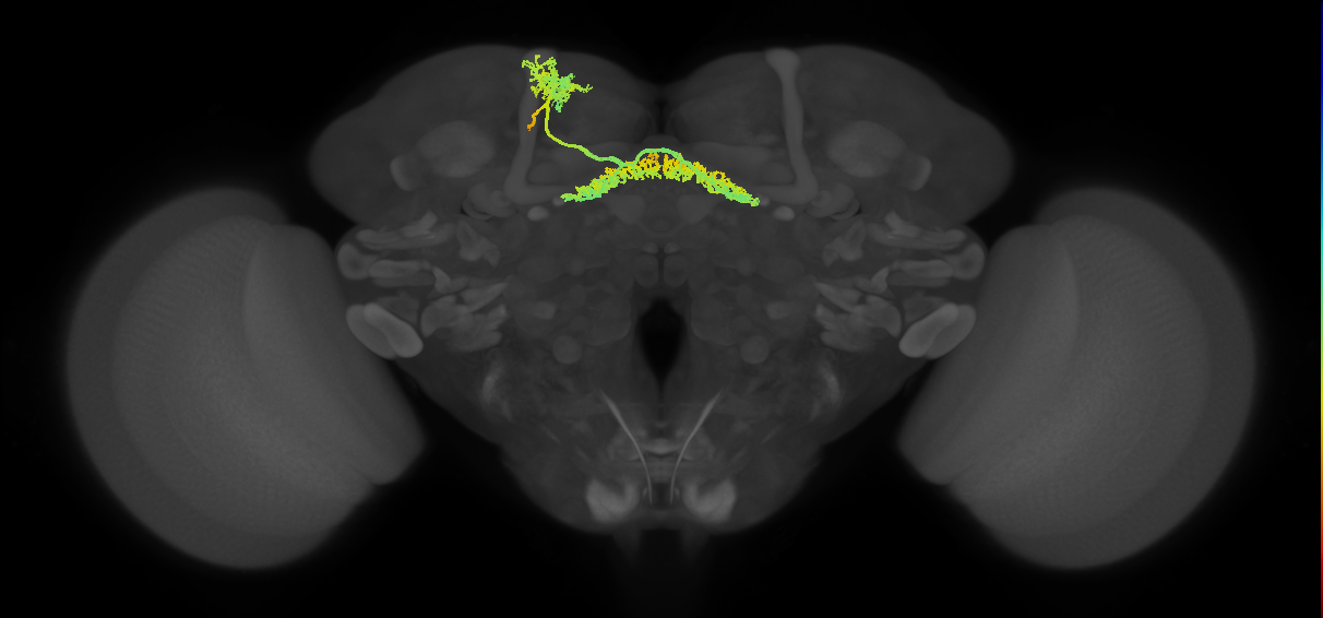 FB6A_L (FlyEM-HB:5813061177)