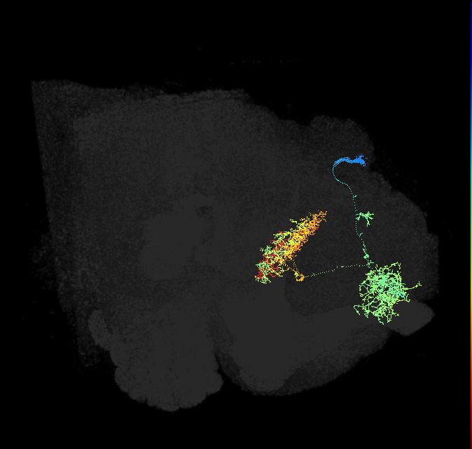 FB6A_R (FlyEM-HB:5813061495)