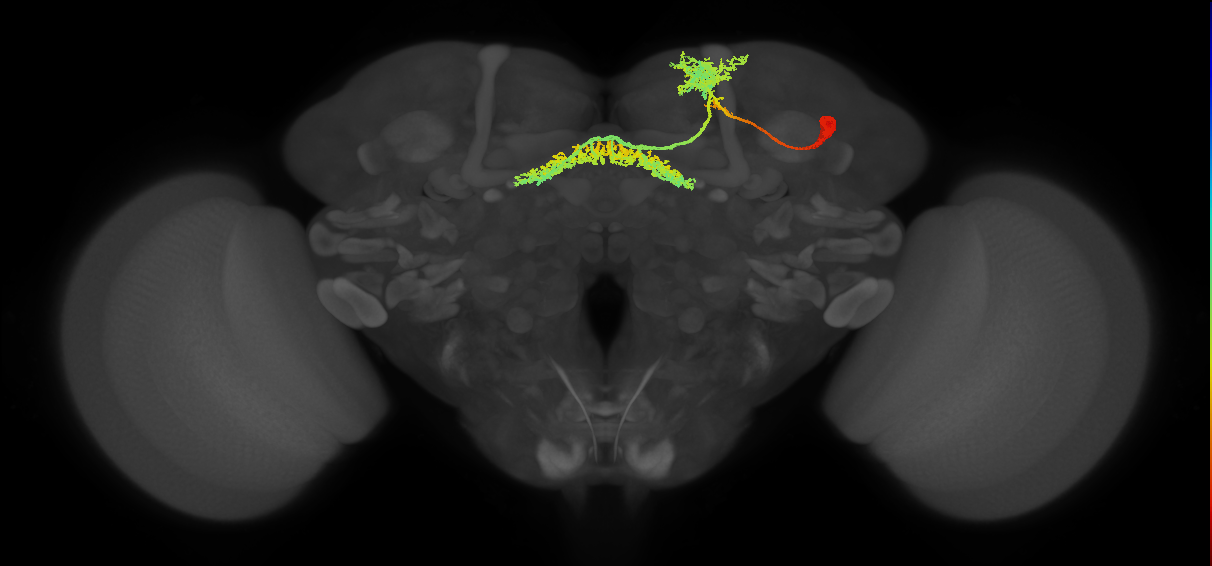 FB6A_R (FlyEM-HB:5813061495)