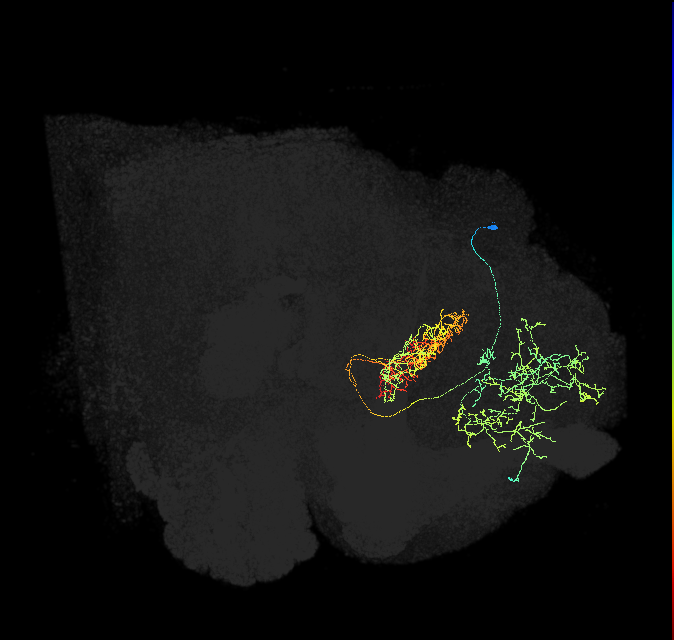 FB6B_R (FlyEM-HB:915610561)