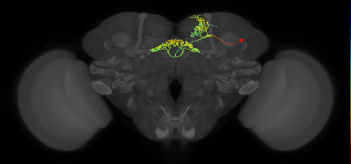 FB6B_R (FlyEM-HB:915610561)