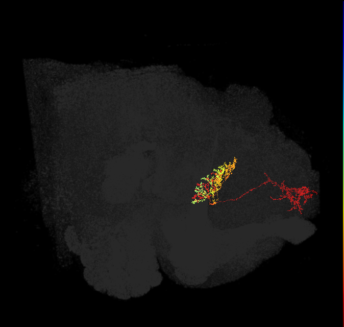 FB6C_a_L (FlyEM-HB:5813069331)