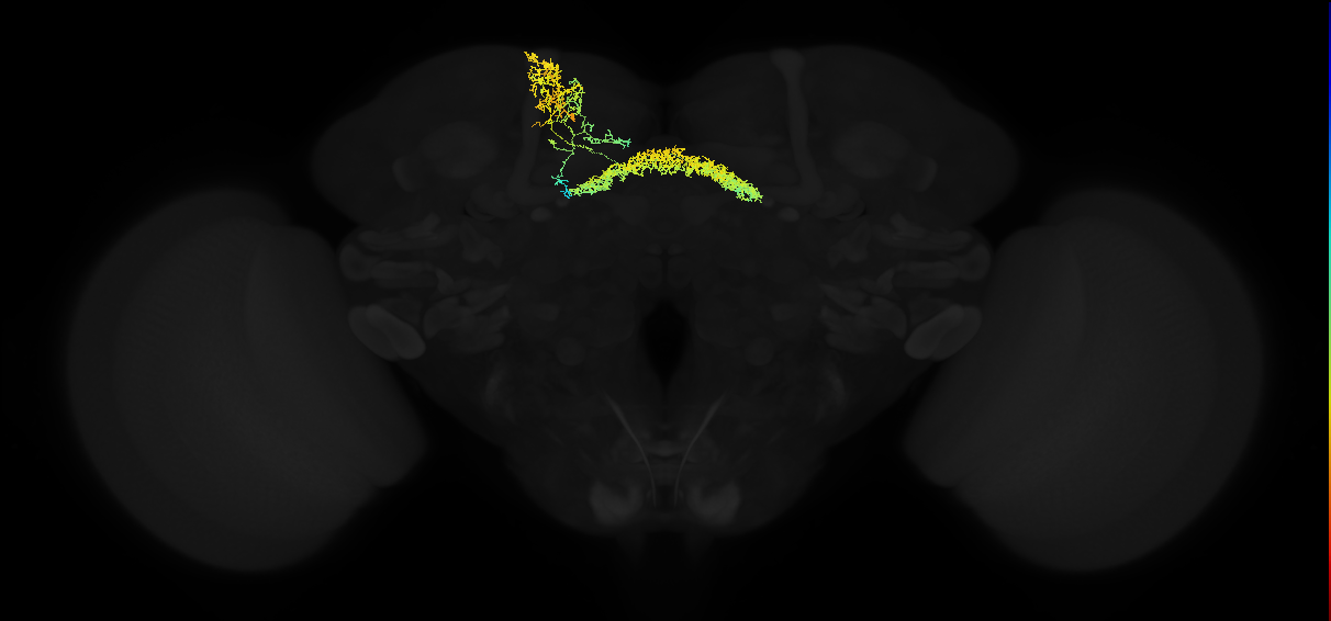 dopaminergic PPL1 fan-shaped body layer 6 neuron
