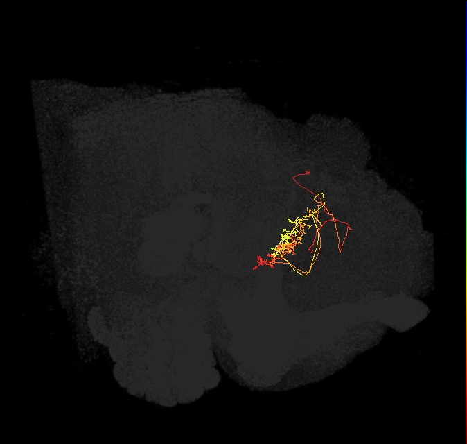 FB6L_L (FlyEM-HB:1043842362)