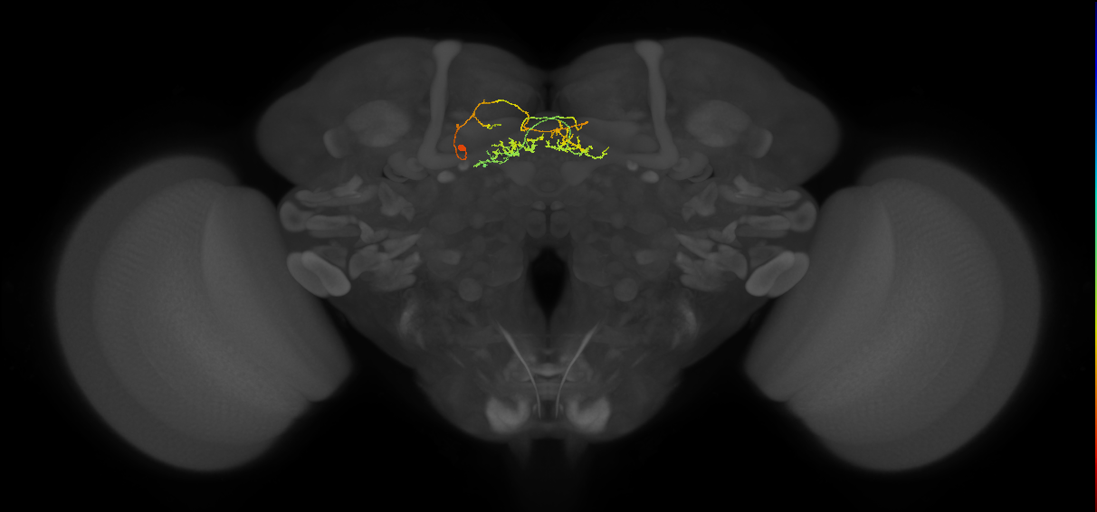 FB6L_L (FlyEM-HB:1043842362)