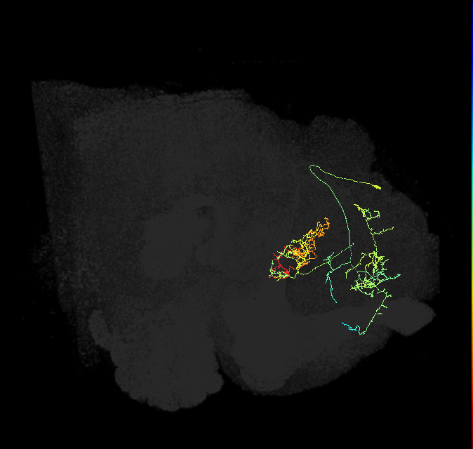 FB6Y_R (FlyEM-HB:454089465)