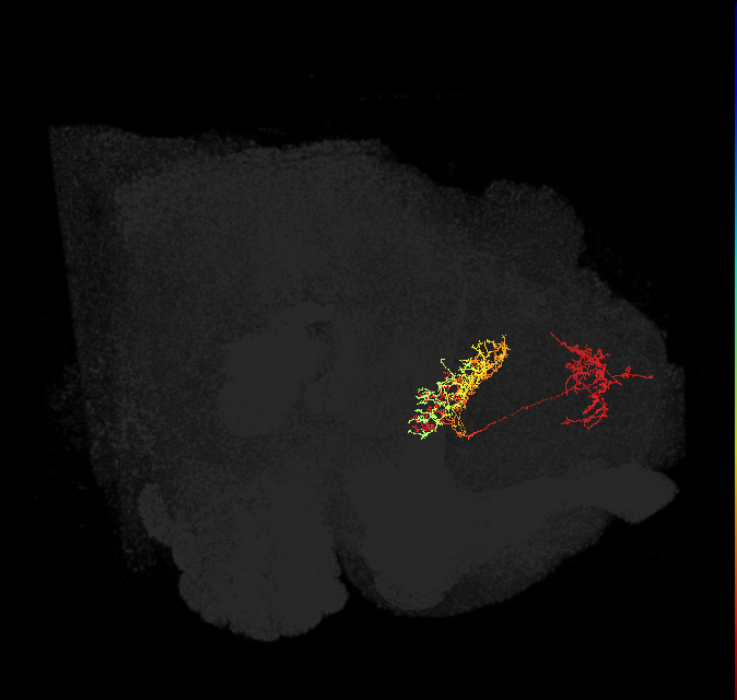 FB6Z_L (FlyEM-HB:327730878)