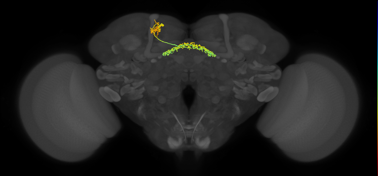 FB6Z_L (FlyEM-HB:327730878)