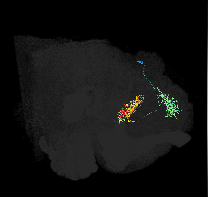 FB6Z_R (FlyEM-HB:979065964)