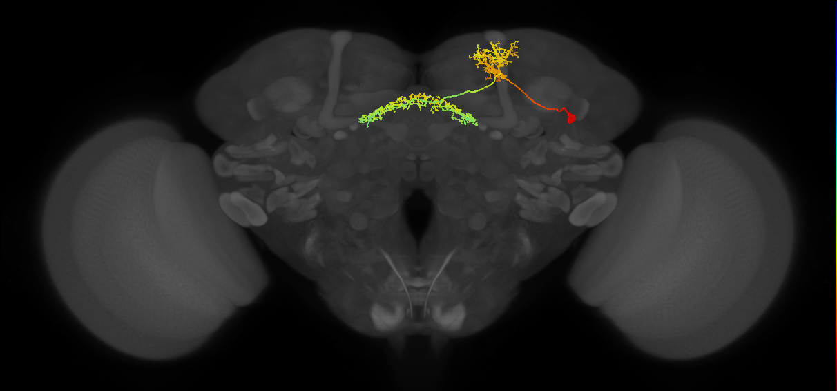 FB6Z_R (FlyEM-HB:979065964)