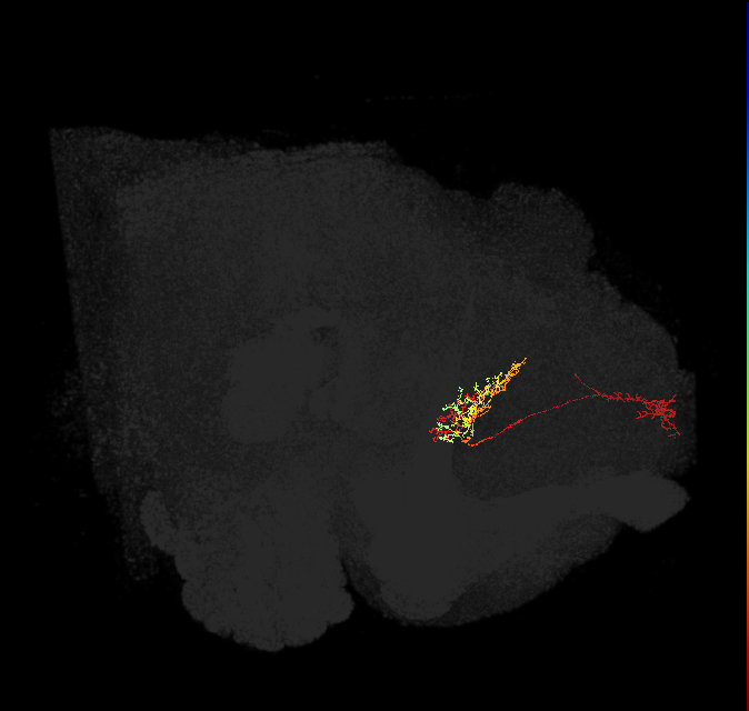 FB7A_L (FlyEM-HB:916292026)