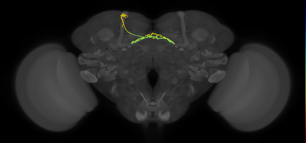 FB7A_L (FlyEM-HB:916292026)