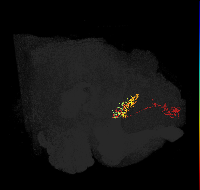 FB7A_L (FlyEM-HB:5813058368)