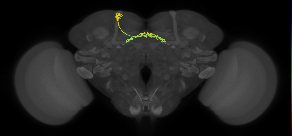 FB7A_L (FlyEM-HB:5813058368)