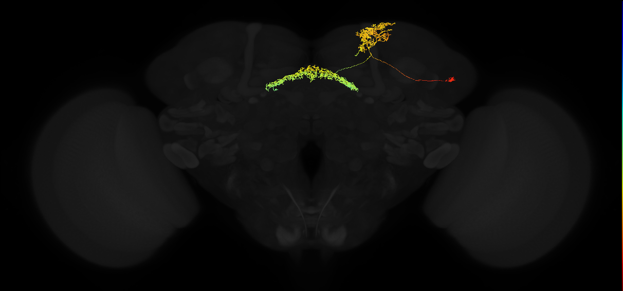 dopaminergic PPL1 fan-shaped body layer 7 neuron