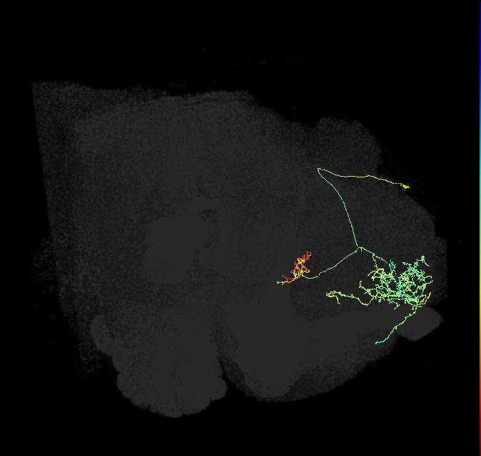 FB7F_R (FlyEM-HB:298927224)