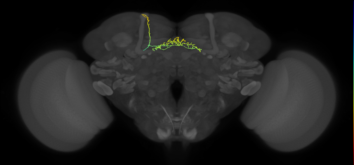 FB7G_L (FlyEM-HB:236331138)