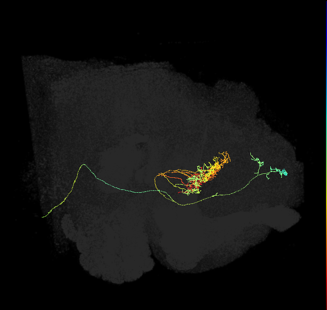 FB7H_R (FlyEM-HB:1009375310)