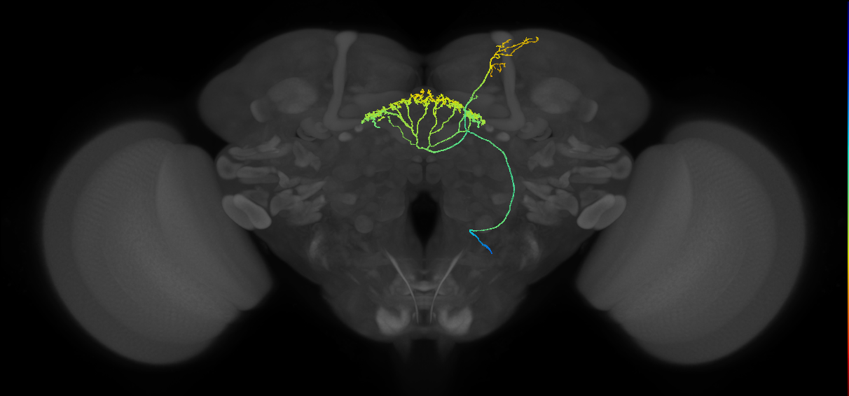 FB7H_R (FlyEM-HB:1009375310)