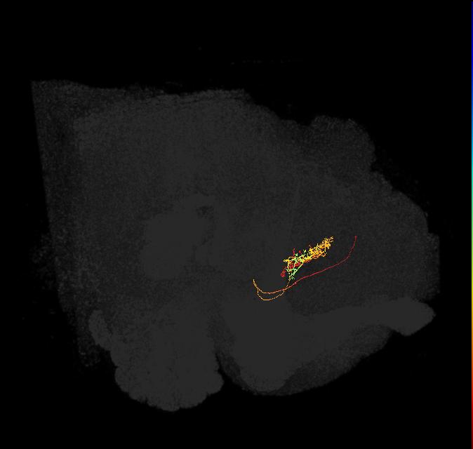 FB8A_L (FlyEM-HB:5813016553)