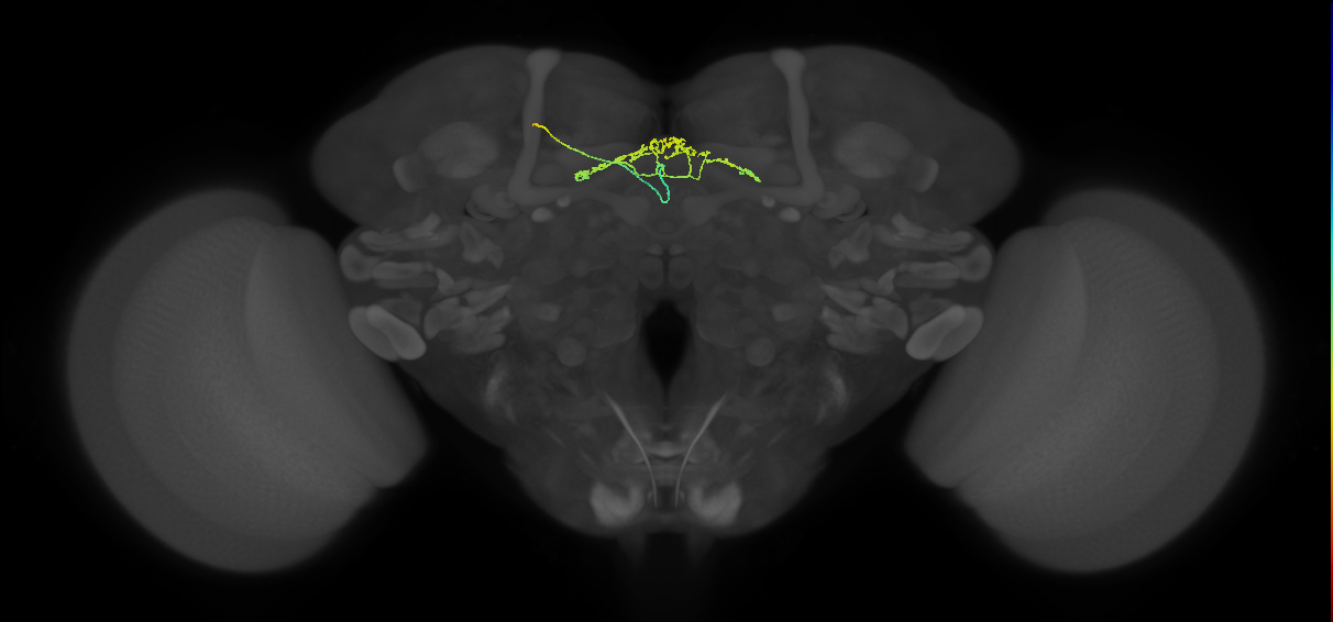 FB8A_L (FlyEM-HB:5813016553)