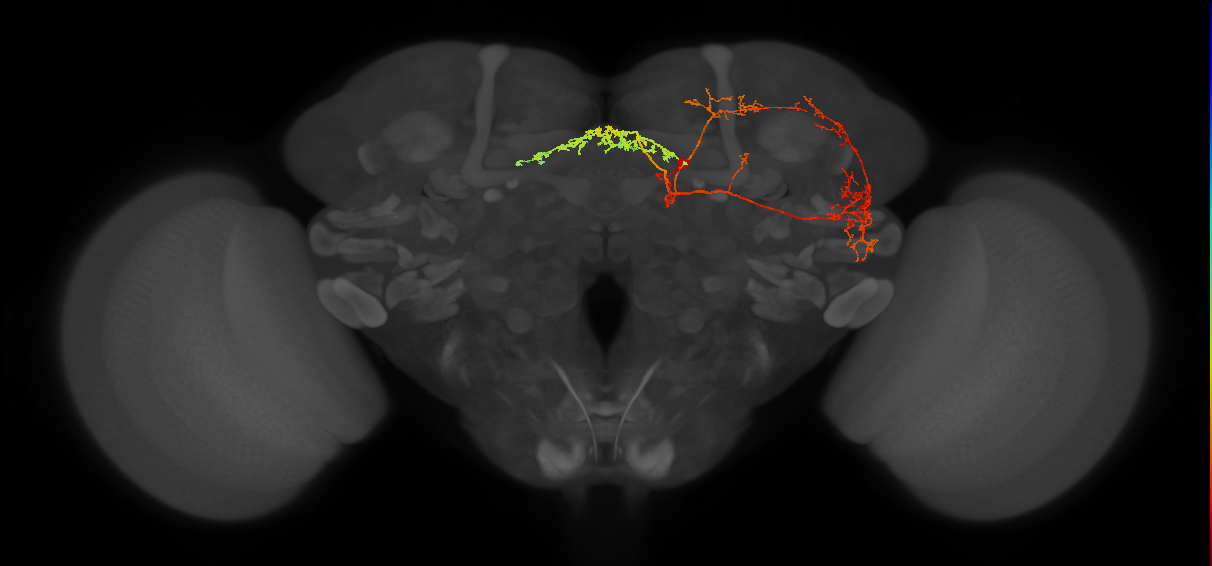 adult fan-shaped body layer 8 neuron of DM6 lineage