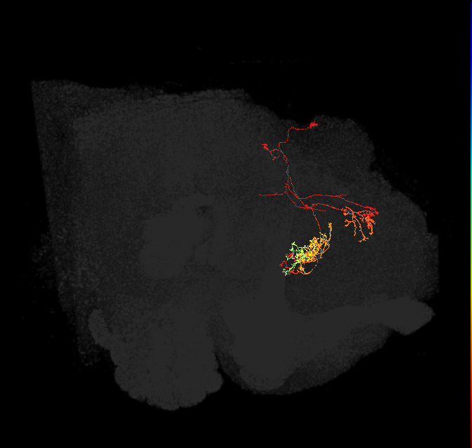 adult fan-shaped body layer 8 neuron of DM6 lineage