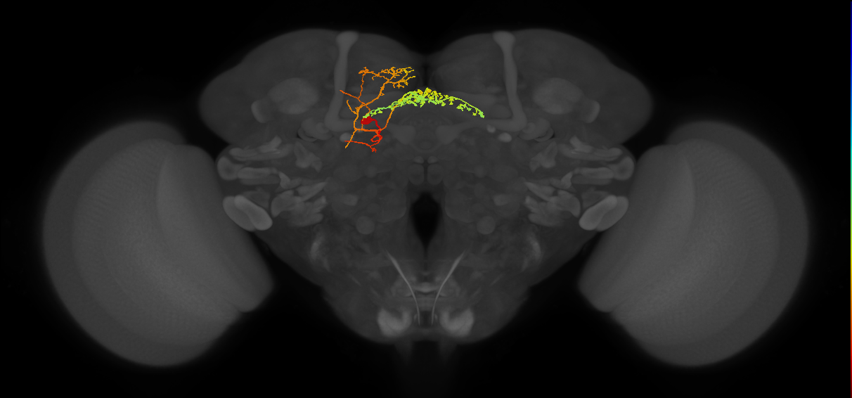 adult fan-shaped body layer 8 neuron of DM6 lineage