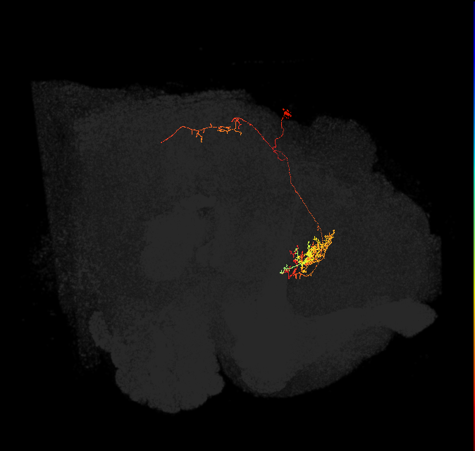adult fan-shaped body layer 8 neuron of DM6 lineage