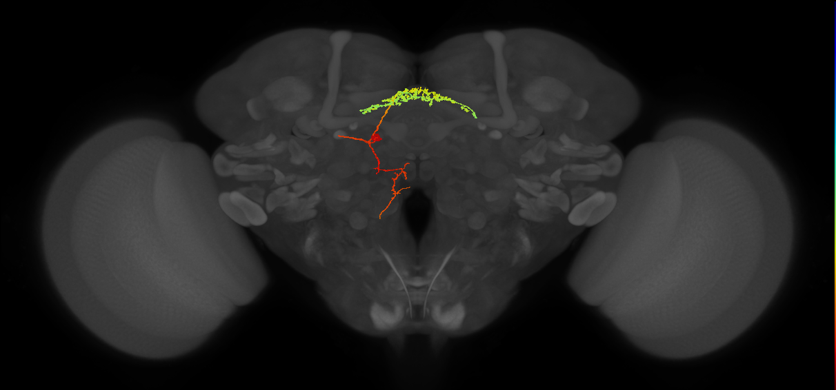 adult fan-shaped body layer 8 neuron of DM6 lineage