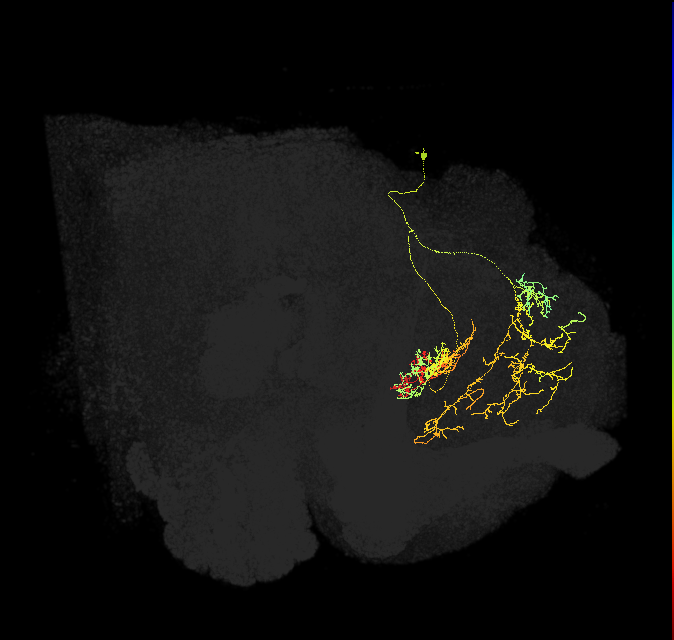 adult fan-shaped body layer 8 neuron of DM6 lineage