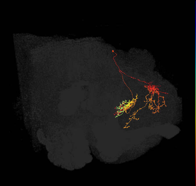 FB8C_L (FlyEM-HB:483193732)