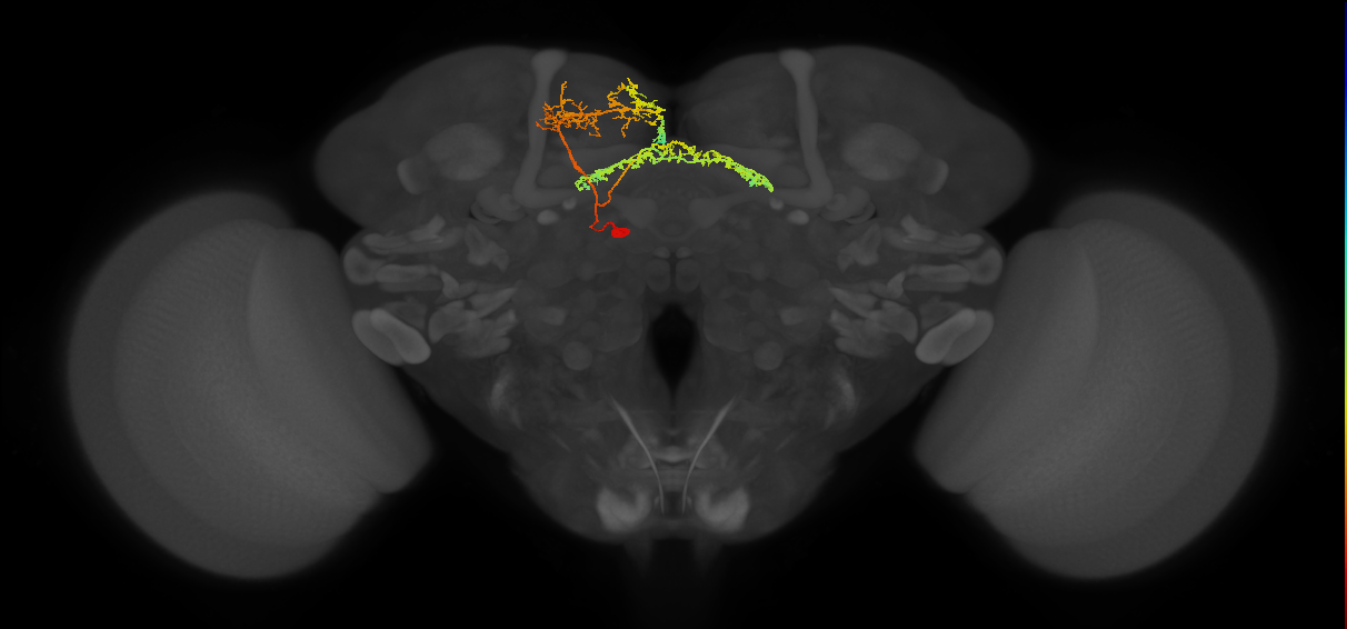 FB8C_L (FlyEM-HB:483193732)