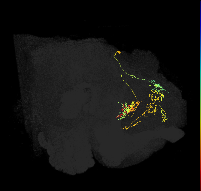 adult fan-shaped body layer 8 neuron of DM6 lineage