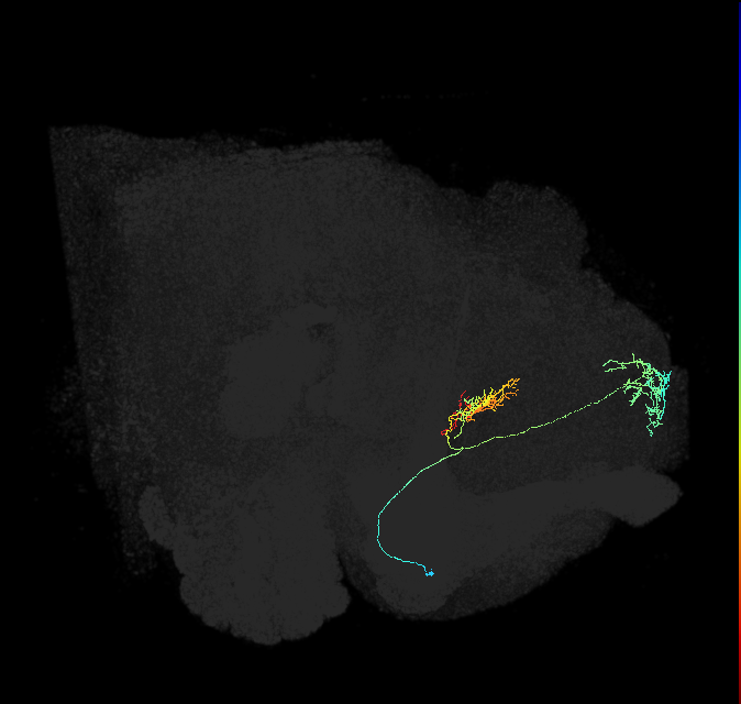 FB8E_R (FlyEM-HB:296160764)