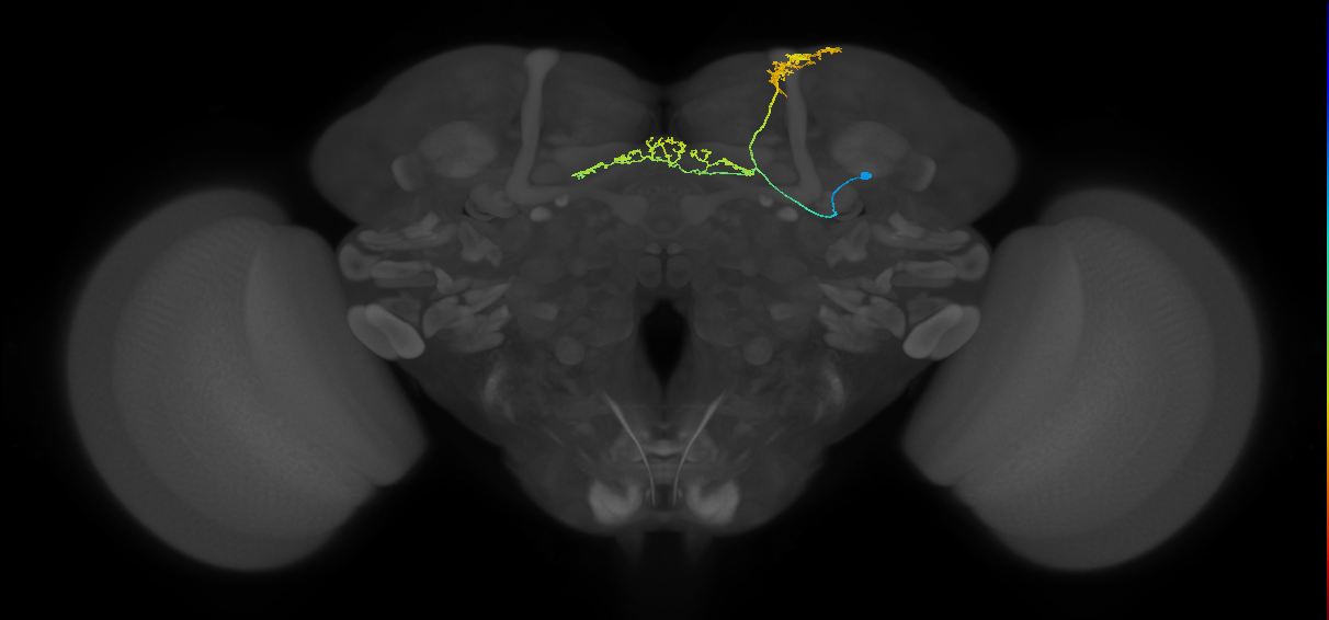 FB8E_R (FlyEM-HB:296160764)