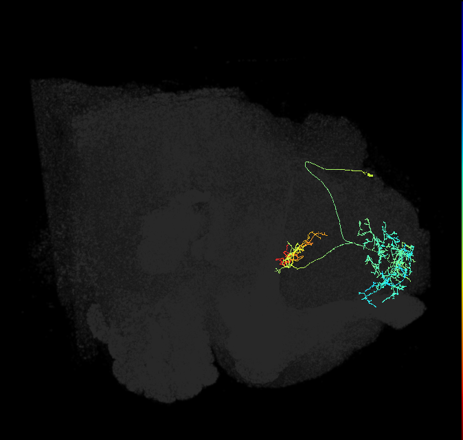 FB8F_a_R (FlyEM-HB:328213227)