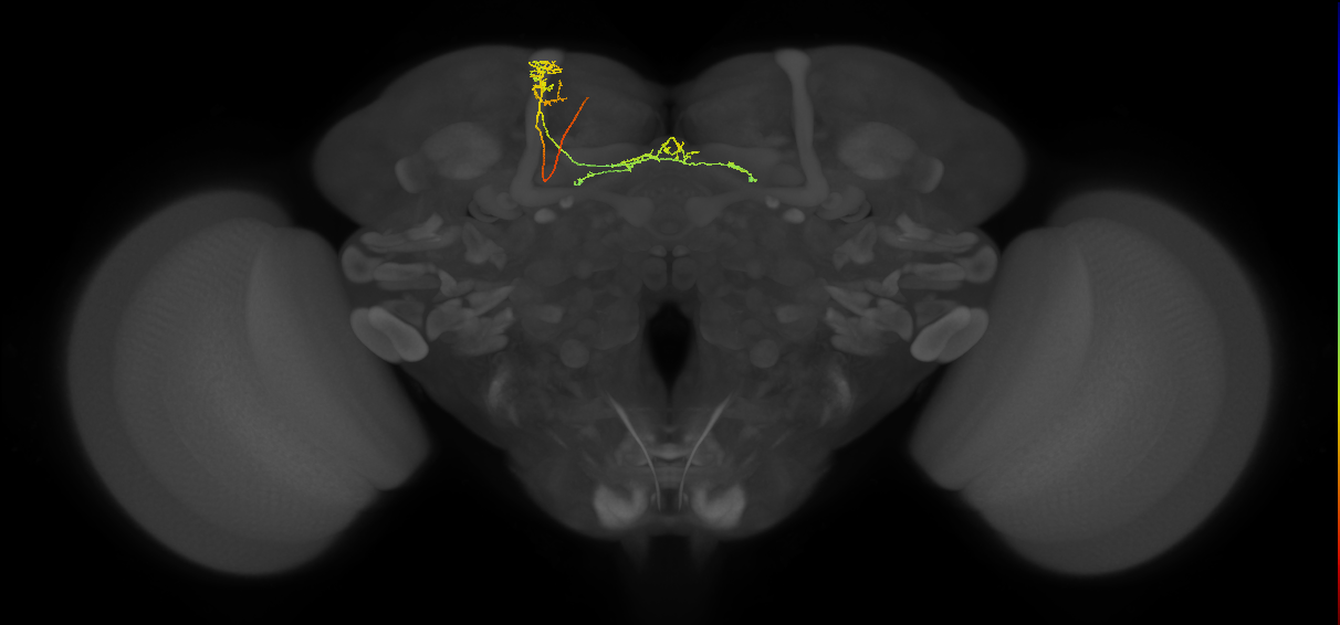 FB8F_b_L (FlyEM-HB:916629616)