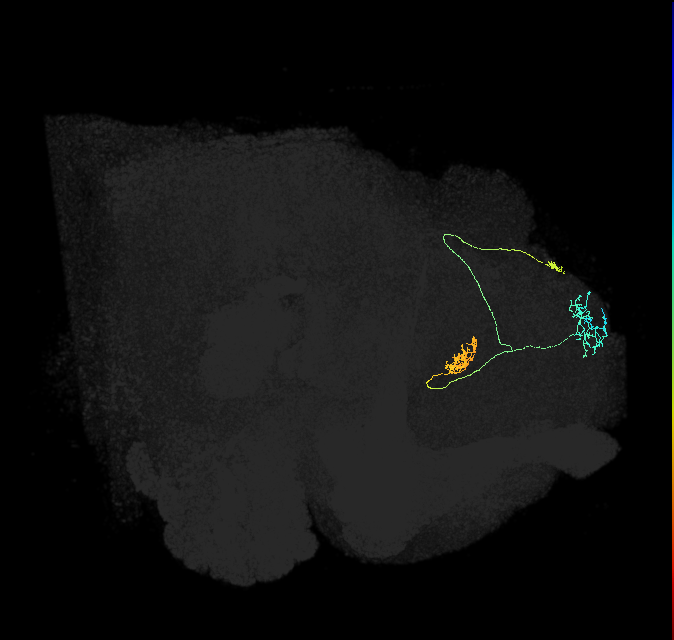 FB9C_a_R (FlyEM-HB:451356082)