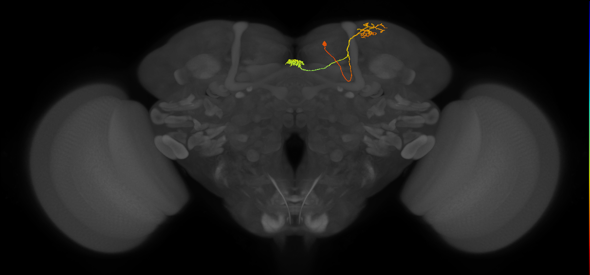 FB9C_a_R (FlyEM-HB:451356082)