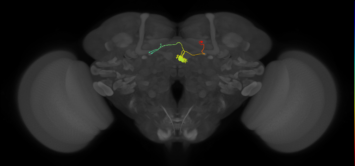 FC1A(FQ6)_C4_R (FlyEM-HB:1165236314)
