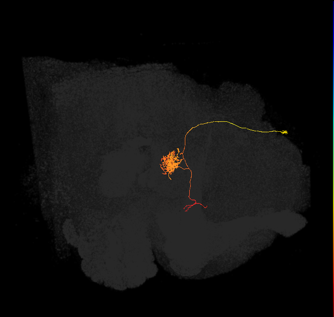 FC1A(FQ6)_C7_R (FlyEM-HB:1098733189)