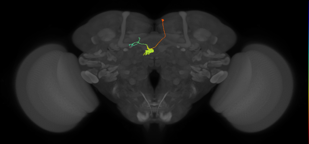 FC1A(FQ6)_C7_R (FlyEM-HB:1098733189)