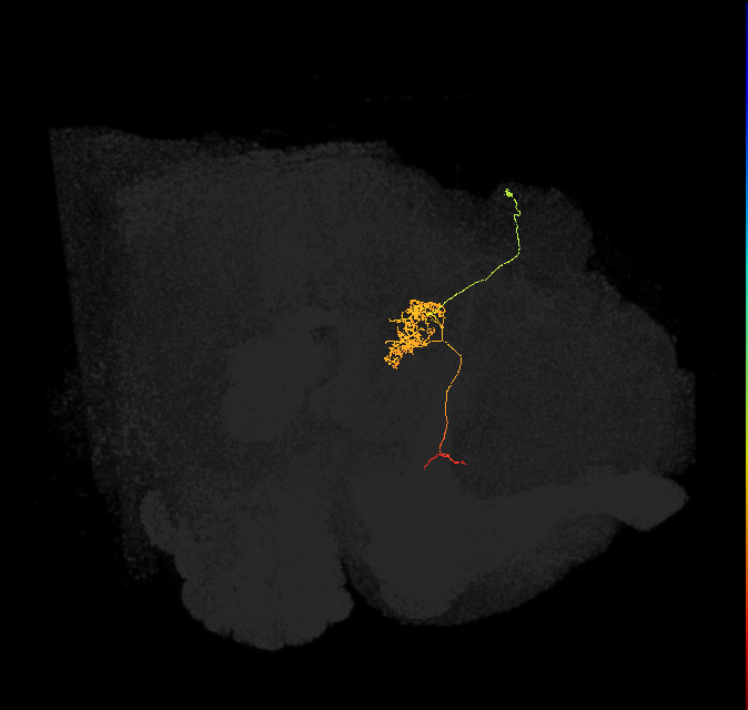FC1A(FQ6)_C5_R (FlyEM-HB:5813015808)