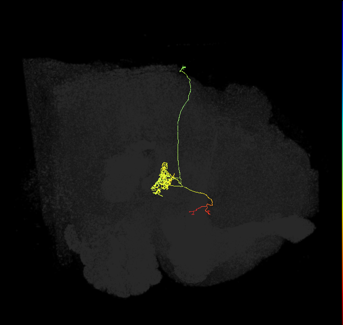 FC1A(FQ6)_C2_R (FlyEM-HB:1198654537)