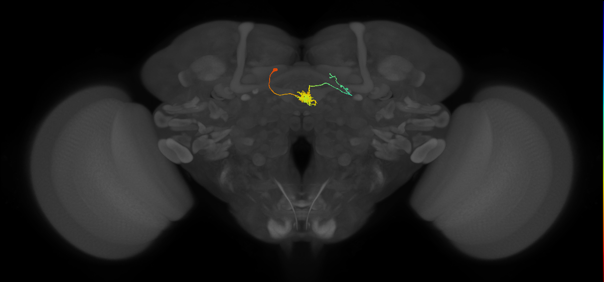 FC1B(FQ6)_C4_L (FlyEM-HB:1223969004)