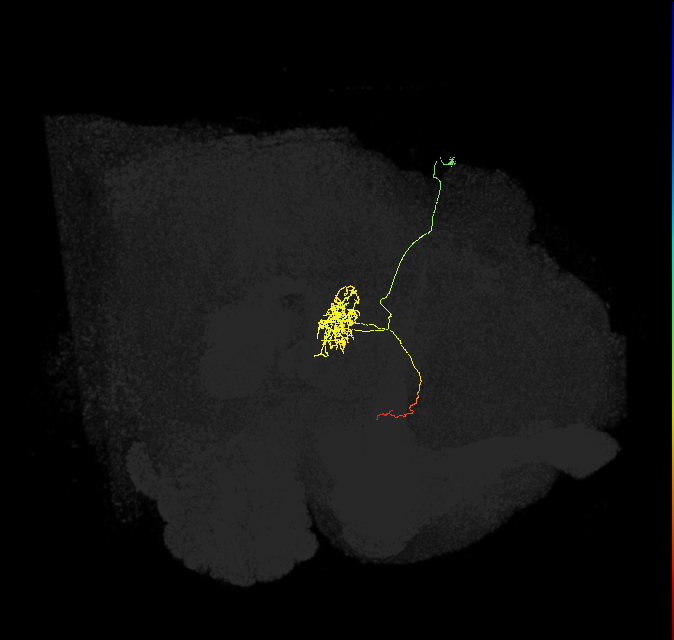 FC1B(FQ6)_C3_R (FlyEM-HB:1135902716)