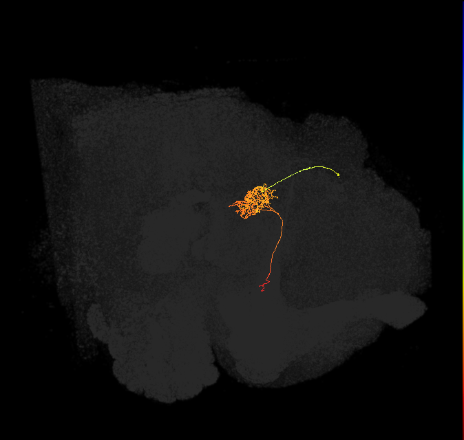 FC1B(FQ6)_C6_R (FlyEM-HB:1194946557)