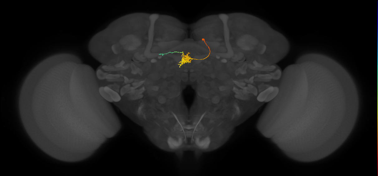 FC1B(FQ6)_C6_R (FlyEM-HB:1194946557)