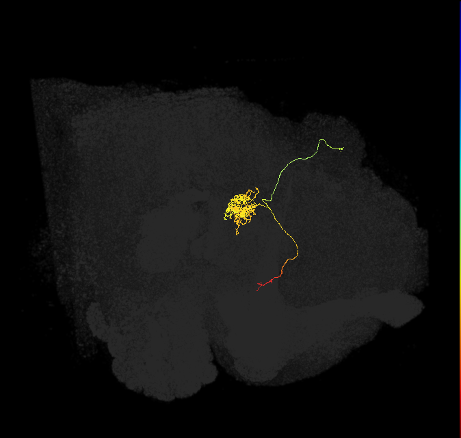 FC1B(FQ6)_C4_R (FlyEM-HB:1134201762)